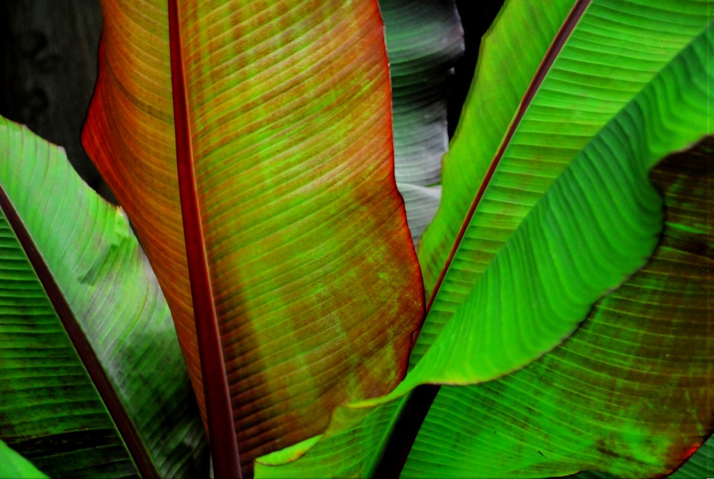 Banana Tree, Mo. Botanical Garden | St. Louis, MO | 07.04.14 |Nikon D200 | © Caroline Boswell. All Rights Reserved.